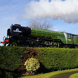A green train passing a tall green hedge